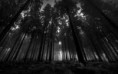 /album/siyah-fotograflar/images-5-jpg/